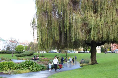 Free Stock Photo Of People Walk Through Park Under Willow Tree