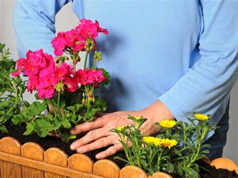 Jedoch werden die pflanzen meist nicht in den eigenen garten gesetzt, in dem man vielleicht ab mitte mai aussäen oder die stecklinge einsetzen könnte. Blumenkästen | Garten