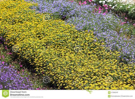 A Flowerbed With Yellow And Blue Summer Flowers Stock Image Image Of