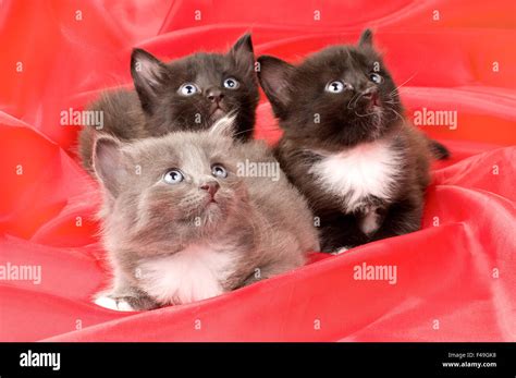 Fluffy Little Kittens Stock Photo Alamy
