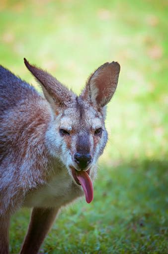 Kangaroo With Tongue Sticking Out Stock Photo Download Image Now Istock