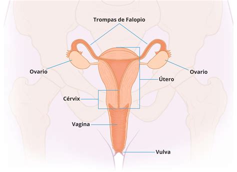 Estr Genos Progestinas Y Tracto Reproductor Femenino