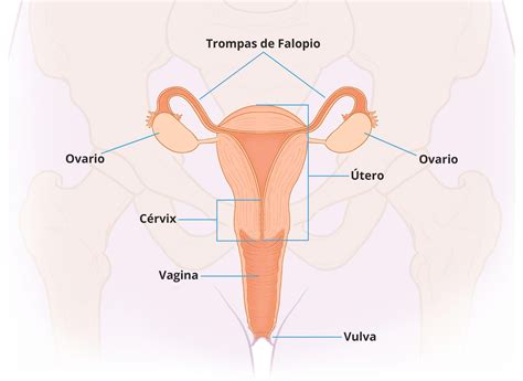 Aparato Reproductor Femenino Interno