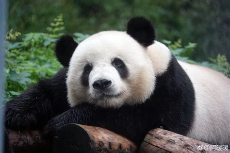 A Panda Bear Sitting On Top Of A Tree Log