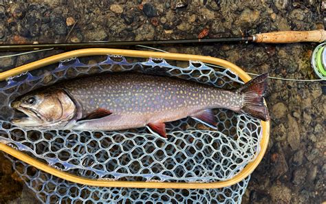 Fly Fishing In Maine April All Points Fly Shop Outfitter