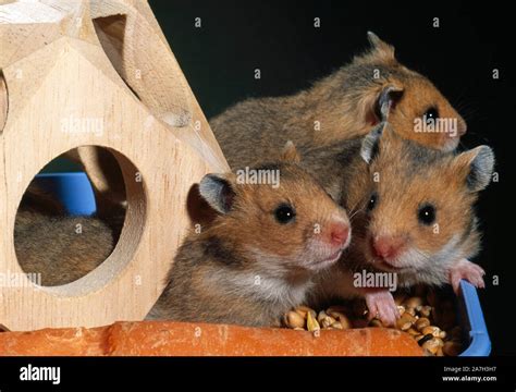 Golden Or Syrian Hamster Young Mesocricetus Auratus Three Weeks Old