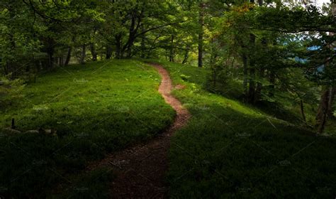 Path Through The Forest High Quality Nature Stock Photos Creative