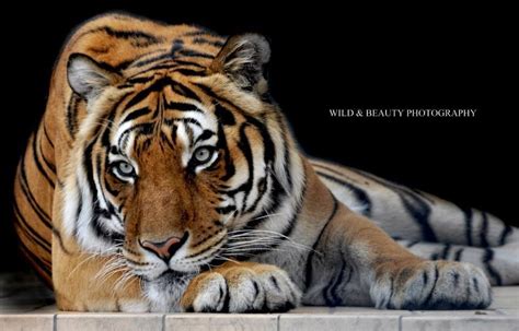 Large Cats Big Cats Gato Grande Sumatran Tiger Tiger Love Tiger