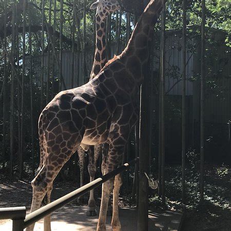 New orleans french quarter tourist map. Audubon Zoo (New Orleans) - All You Need to Know Before ...