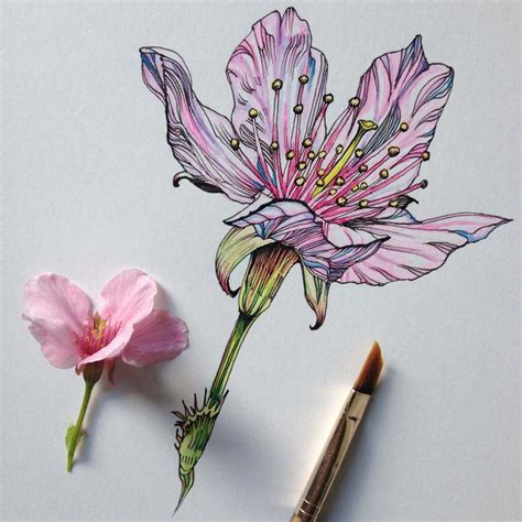 27 Tips For Drawing Flowers Plants And Nature Digital Arts