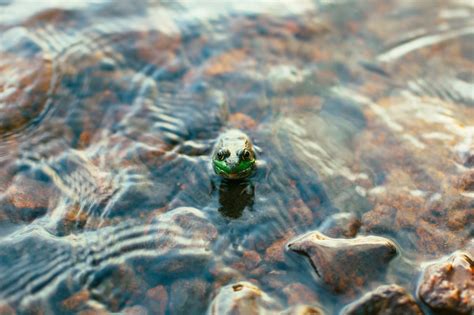 Gambar : alam, margasatwa, bawah air, penyu, reptil, fauna, merapatkan