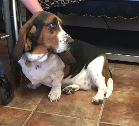 We did not find results for: Basset Hound dog for Adoption in Amarillo, TX. ADN-474269 on PuppyFinder.com Gender: Female. Age ...