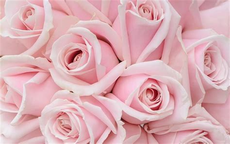 Download Wallpapers Pink Roses Pink Rose Buds Pink