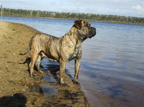 They have a short and easy to groom coat, with a powerful think about how the puppy will fit into your lifestyle. Presa Canario Puppies | Leeds, West Yorkshire | Pets4Homes