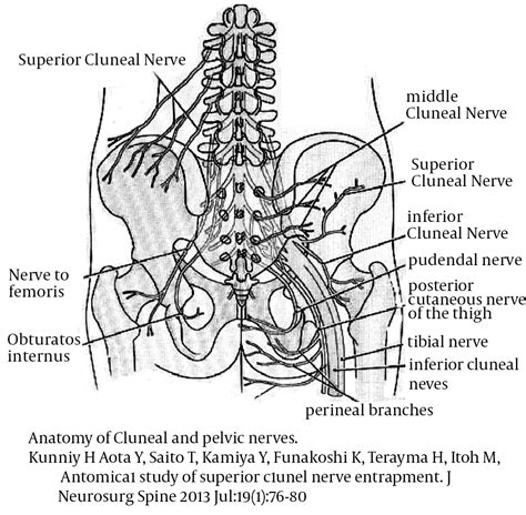 Haris Random Thoughts By Hariharan Ramamurthy Superior Cluneal Nerve