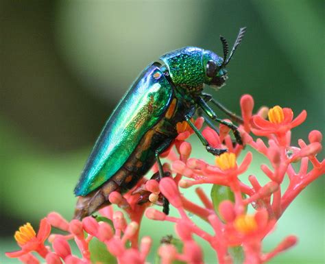 Jewel Beetle Insects Morphology
