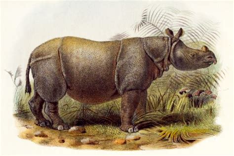 Extinct Javan Rhinoceros Of Sunderbans Drawing From 1877 Rhinocéros