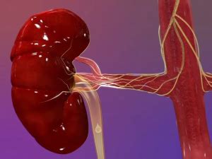 Renal artery denervation | Central Sydney Cardiology | Academic Private
