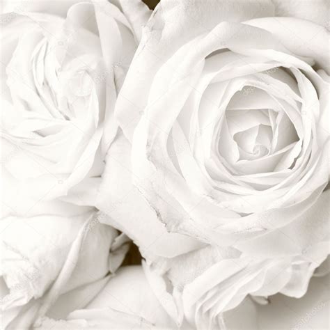 White Roses — Stock Photo © Teine26 3982020