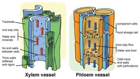 The Phloem The Tube That Moves Food From Vascular Plants Roots