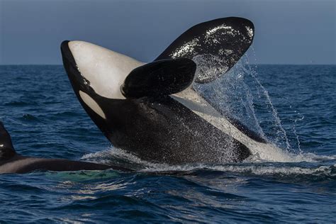 Orca Breaching Photograph By Don Baccus Pixels