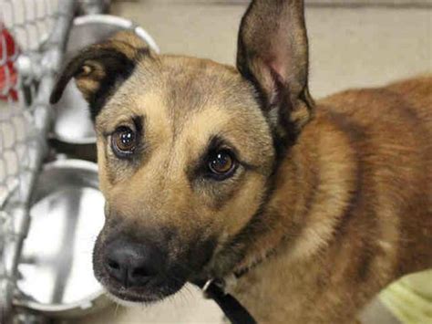 We did not find results for: Fort Wayne, IN - German Shepherd Dog. Meet DUKE a Dog for ...