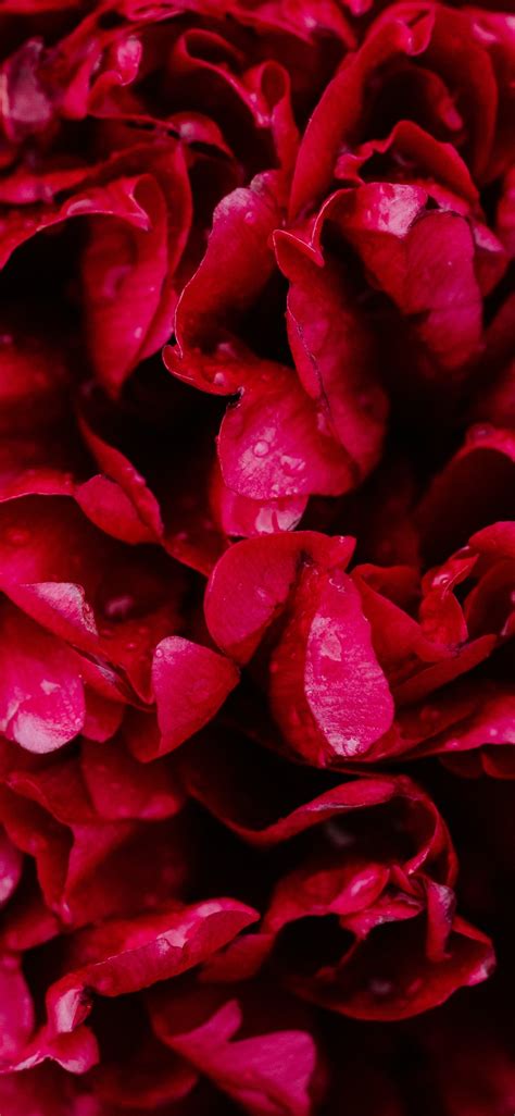 1125x2436 Red Roses 5k Iphone Xsiphone 10iphone X Hd 4k Wallpapers