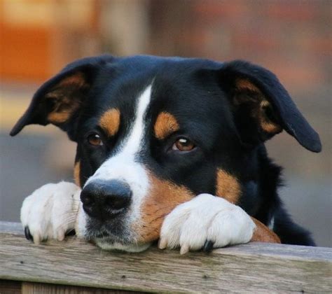 Entlebucher Sennenhund Schnauzer Dog Breeds Cutter Animals Pictures