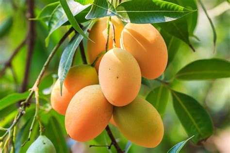 Mango Farming Beginner Guide Greenlife Crop Protection Africa