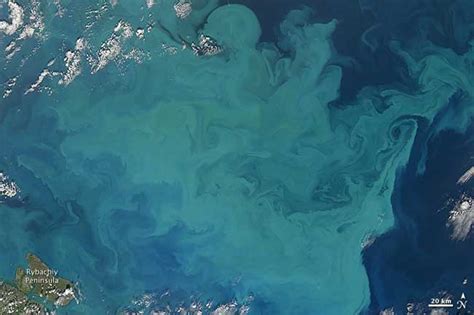 Arctics Spring Phytoplankton Blooms Arrive Earlier Live Science