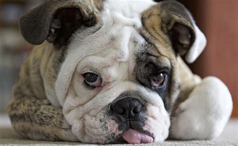 There is a greater variety of coat colors, patterns, lengths and textures in black and tan, liver and tan, blue and tan: English Bulldog's Gene Pool May Be Too Small to Heal the ...