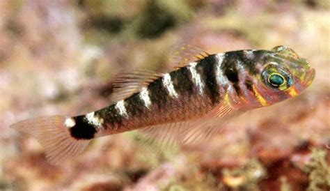 Stunning New Species Of Trimma Dwarf Gobies Described From Papua New Guinea Reef Builders
