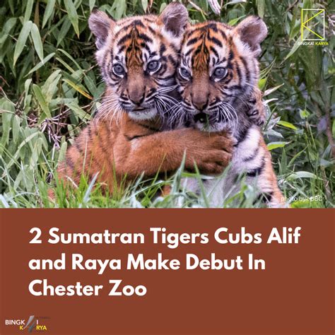 2 Sumatran Tiger Cubs Alif And Raya Make Debut In Chester Zoo