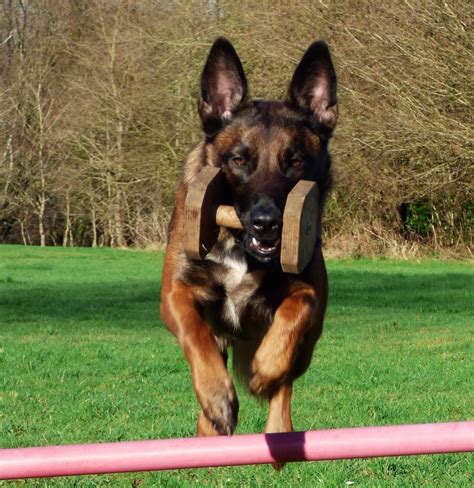 Comment devenir educateur canin ? Educateur canin - Cours de dressage chien à Auray (56 ...