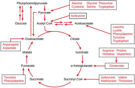 Connections Of Carbohydrate Protein And Lipid Metabolic Pathways