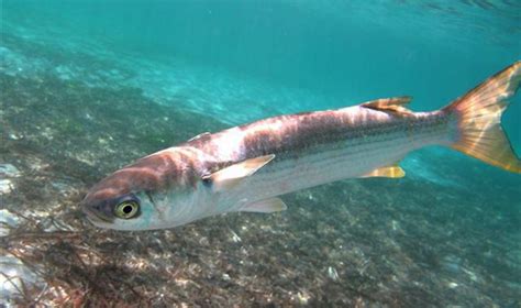 Flathead Grey Mullet Mugil Cephalus Adriaticnature