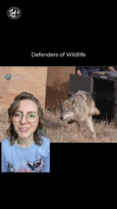 Defenders Of Wildlife On Linkedin Good News This Week Colorado Parks