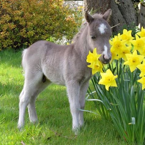 Cute Baby Horses That Make Us Squee The Original Mane N Tail