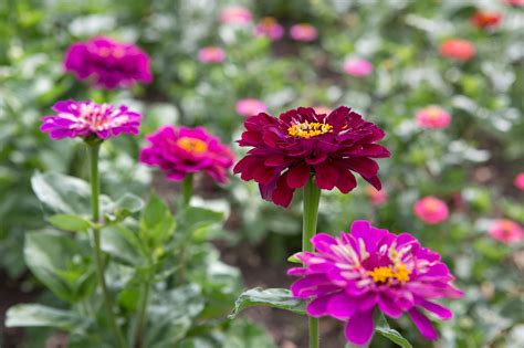 How To Sow Zinnia Seeds Indoors