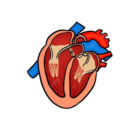 Mão Vermelha Desenhada órgão Humano Vector Do Coração Matt Material