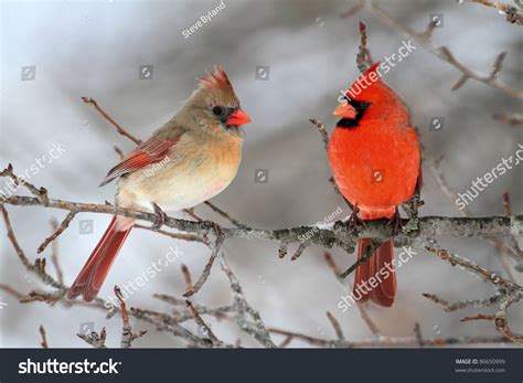 Pair Of Northern Cardinal Cardinalis Cardinalis In A Tree Stock Photo