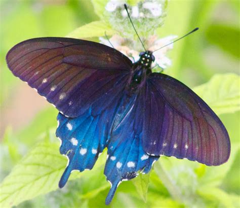 Pipevine Swallowtail Project Noah