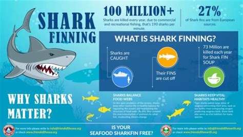 Save The Sharks Campaign Possible Solutions To Save Sharks Fos