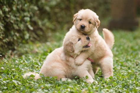 Two Cute Golden Retriever Puppies Playing Stock Image