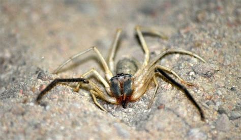 The spider is displaying amazing strength and extraordinary gripping power: Here's Why Camel Spiders Are The Scariest Creatures On ...