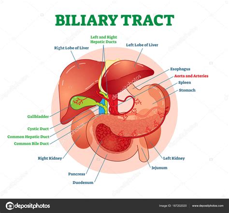 To know the histological structure and major functions of the liver, gall bladder and pancreas. Biliary tract medical vector illustration system diagram ...