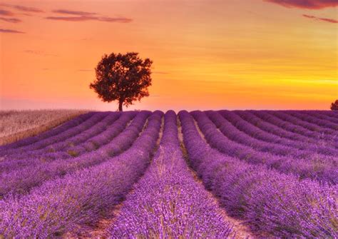 Lavender Field At Sunset Provence Obrazarnacz