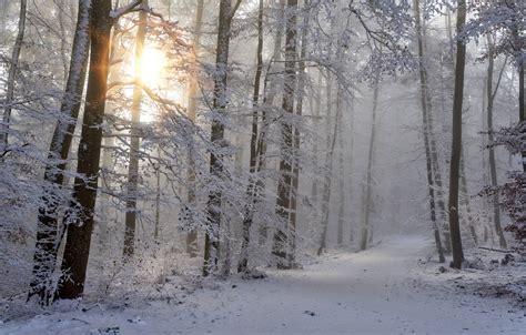 Free Winter Snow Sun Trees Forest Ice Image