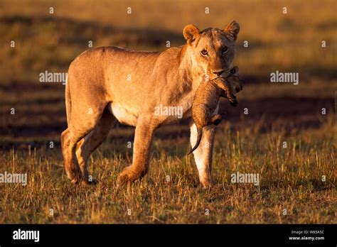 Lioness Carrying Cub Hi Res Stock Photography And Images Alamy
