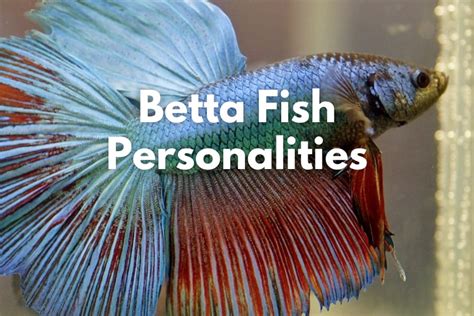 Betta Fish Personality Everything You Need To Know The Aqua Advisor